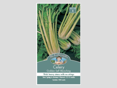 Celery Golden Self Blanching