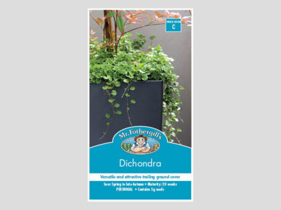 Dichondra