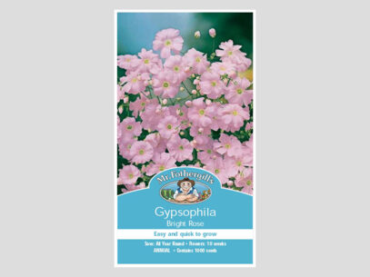 Gypsophila Bright Rose