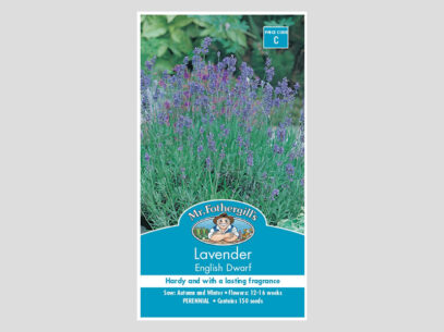 Lavender English Dwarf