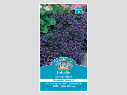 Lobelia Crystal Palace