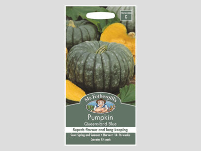 Pumpkin Queensland Blue