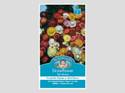 Strawflower Tall Mixed