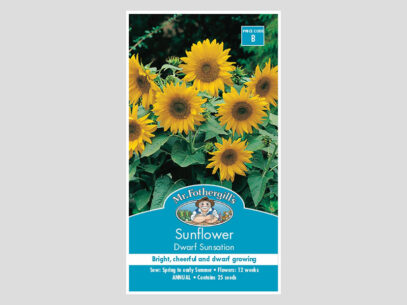 Sunflower Dwarf Sunsation