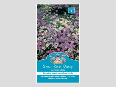 Swan River Daisy Summer Skies