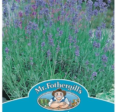 LAVENDER, ENGLISH DWARF, SEEDS, CODE C