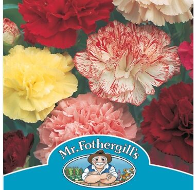 CARNATION, CHOICE DOUBLE MIXED, SEEDS, CODE B