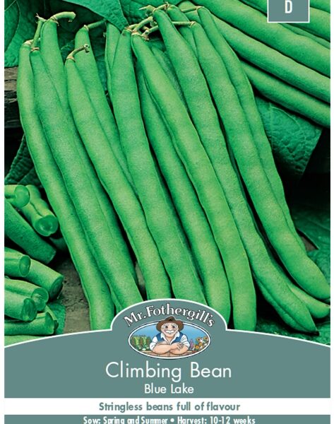 CLIMBING BEAN, BLUE LAKE, SEEDS, CODE D