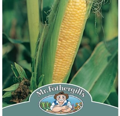 SWEET CORN, EARLY EXTRA SWEET, SEEDS, CODE D