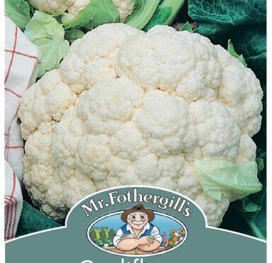 CAULIFLOWER, ALL YEAR, SEEDS, CODE B