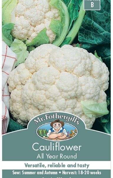 CAULIFLOWER, ALL YEAR, SEEDS, CODE B