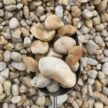 CREAM, 40MM, PEBBLES