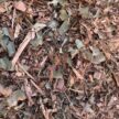 LEAF/BUSH MULCH