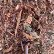 LEAF/BUSH MULCH