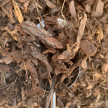 PINEBARK 2" MULCH